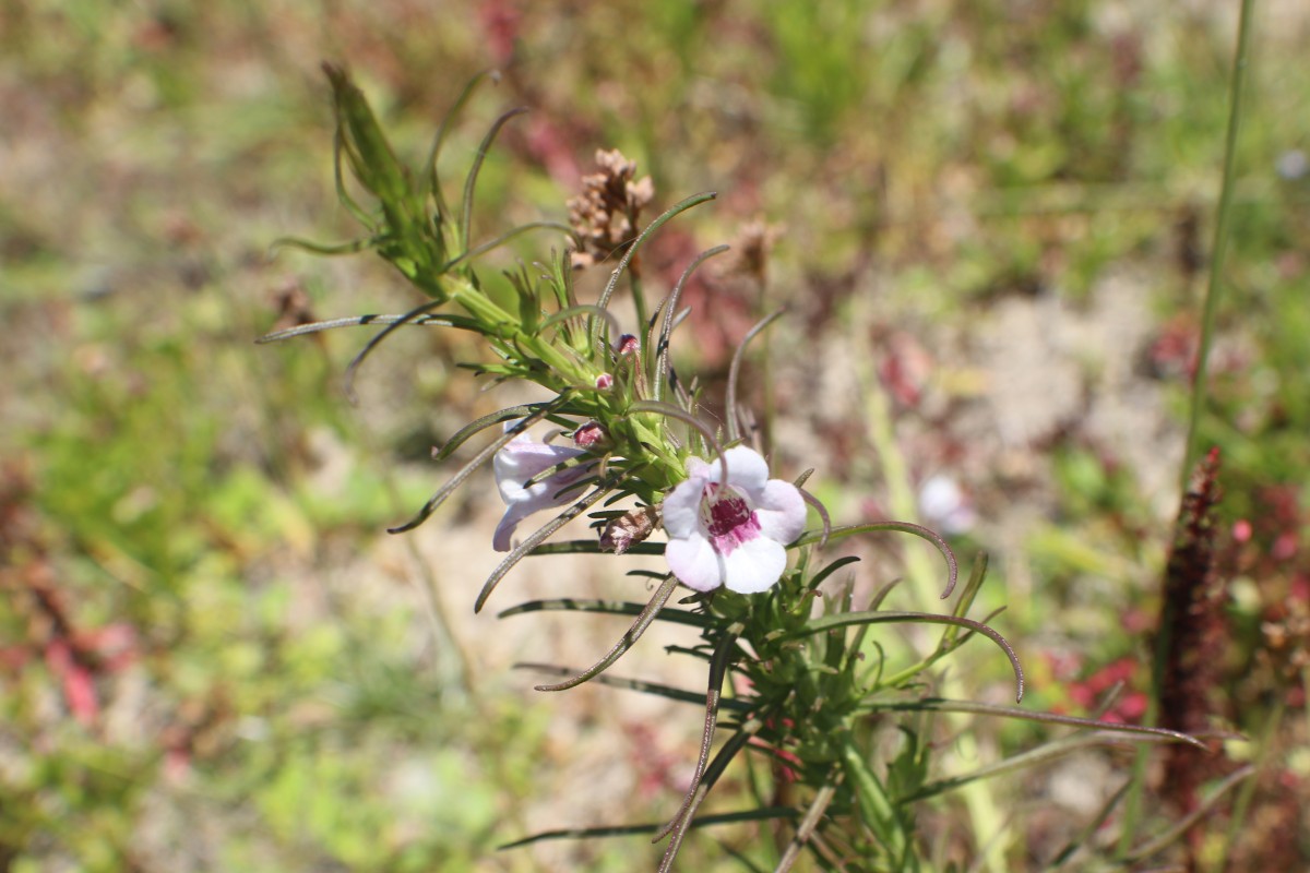 Parasopubia delphiniifolia (L.) H.-P.Hofm. & Eb.Fisch.